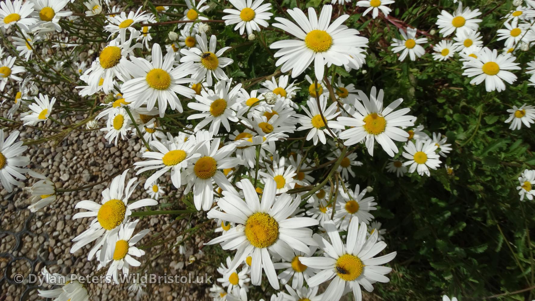 Oxeye Daisy Leucanthemum Vulgare Species Wildbristol Uk