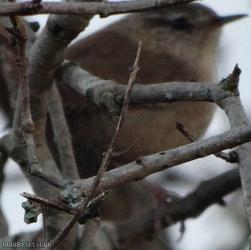 Wren