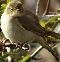 image for Chiffchaff
