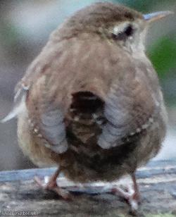 Wren