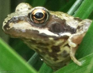 image for Common Frog