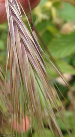 image for Barren Brome