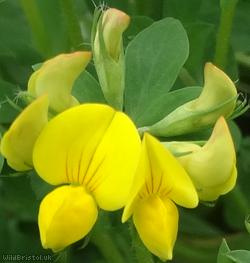 Common Bird's-foot Trefoil