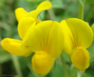 Common Bird's-foot Trefoil