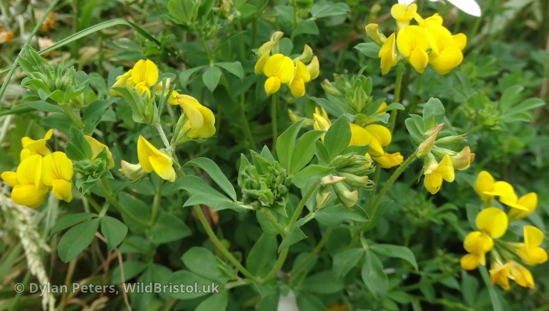 Common Bird'sfoot Trefoil (Lotus corniculatus) Species