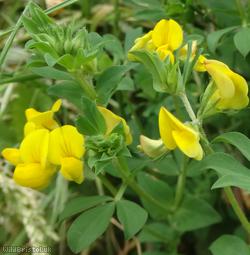 Common Bird's-foot Trefoil