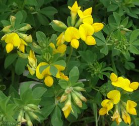 Common Bird's-foot Trefoil