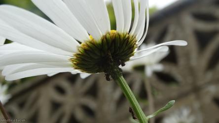 Oxeye Daisy