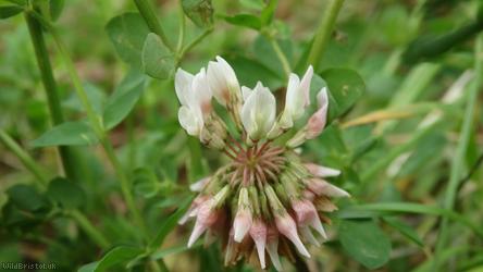 White Clover