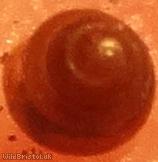 Common Chrysalis Snail
