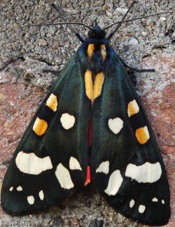 image for Scarlet Tiger Moth