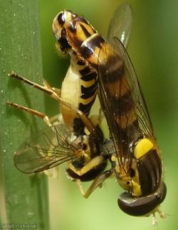 Long Hoverfly