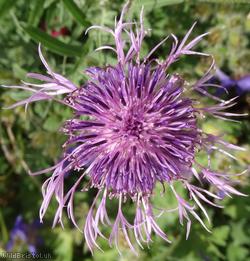 image for Greater Knapweed