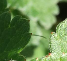 Ichneumonidea Unidentified 13