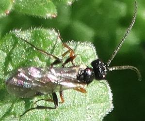 Ichneumonidea Unidentified 13