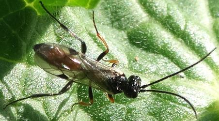Ichneumonidea Unidentified 13