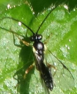 Campopleginae Unidentified 3