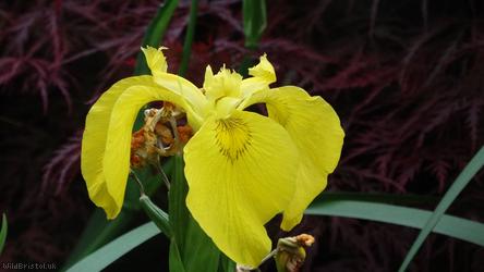 image for Yellow Flag Iris