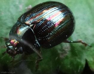 image for Rosemary Beetle