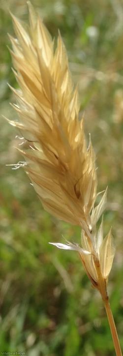 image for Sweet Vernal-grass