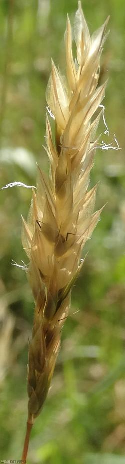 Sweet Vernal-grass