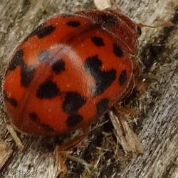 image for 24 Spot Ladybird