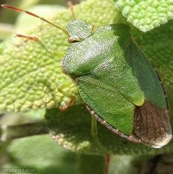 image for Common Green Shieldbug