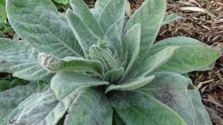 image for Great Mullein