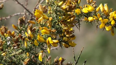 image for Common Gorse