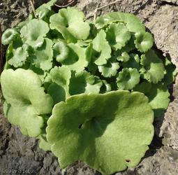 image for Wall Pennywort