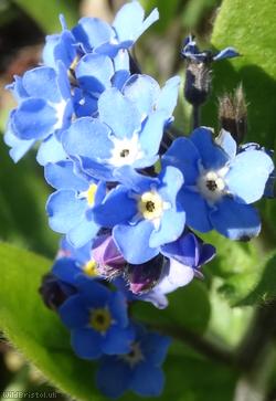 Wood Forget-me-not