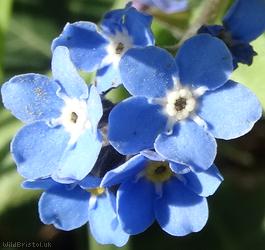 Wood Forget-me-not