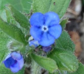 image for Green Alkanet
