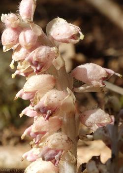 image for Common Toothwort