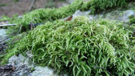 image for Larger Mouse-tail Moss