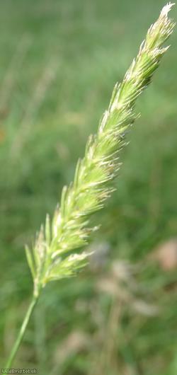 Crested Dog's-tail