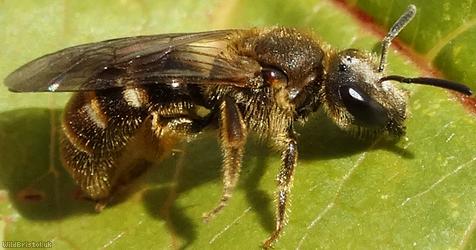 Common Furrow-bee