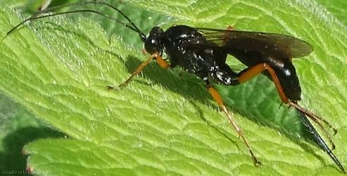 False Slip Wasp