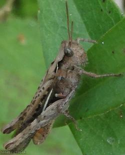Common Field Grasshopper