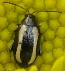 image for Large Striped Flea Beetle