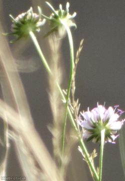 image for Small Scabious