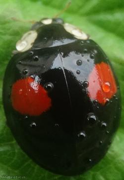Harlequin Ladybird