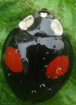 image for Harlequin Ladybird