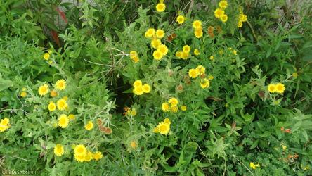 Common Fleabane