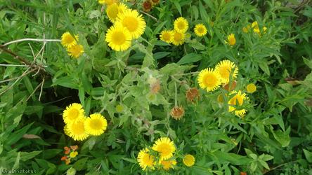 Common Fleabane