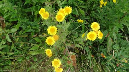Common Fleabane
