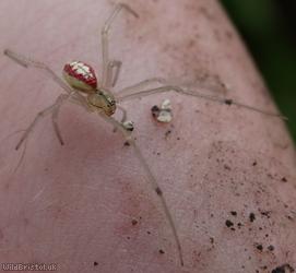 image for Common Candy-stiped Spider