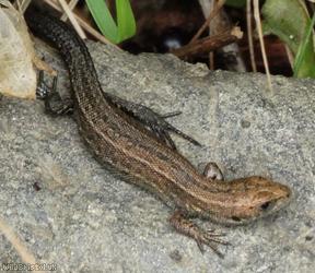 image for Common lizard
