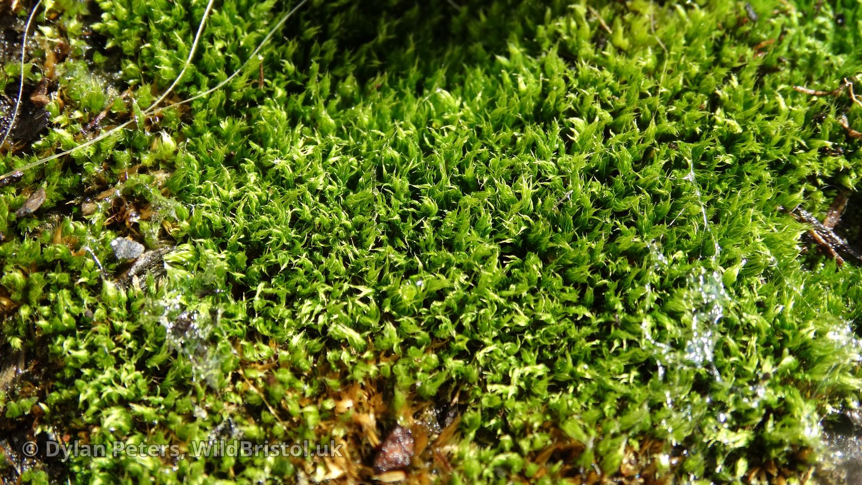https://wildbristol.uk/groups/ferns-horsetails-mosses-liverworts/capillary-thread-moss/
