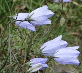 Harebell